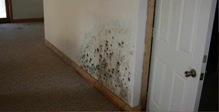 Mold Inspection PA Homes: When and Why You Need One