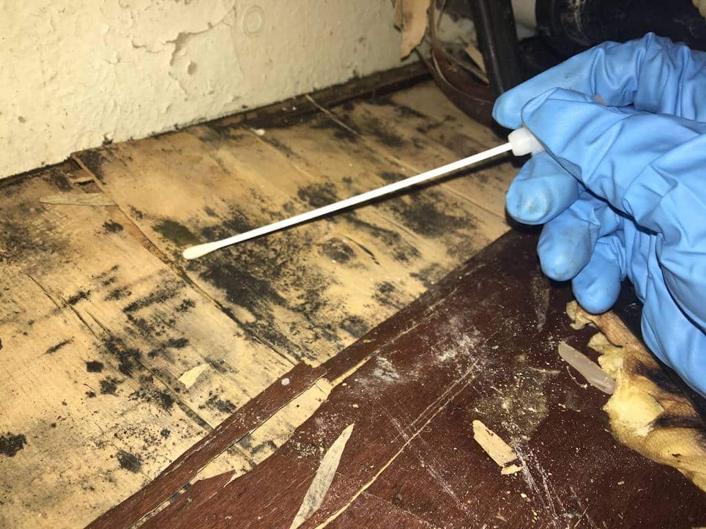 Mold Testing